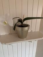 Witte Orchidee in Pot goudkleurig nieuw, Tuin en Terras, Planten | Tuinplanten, Overige soorten, Vaste plant, Ophalen of Verzenden