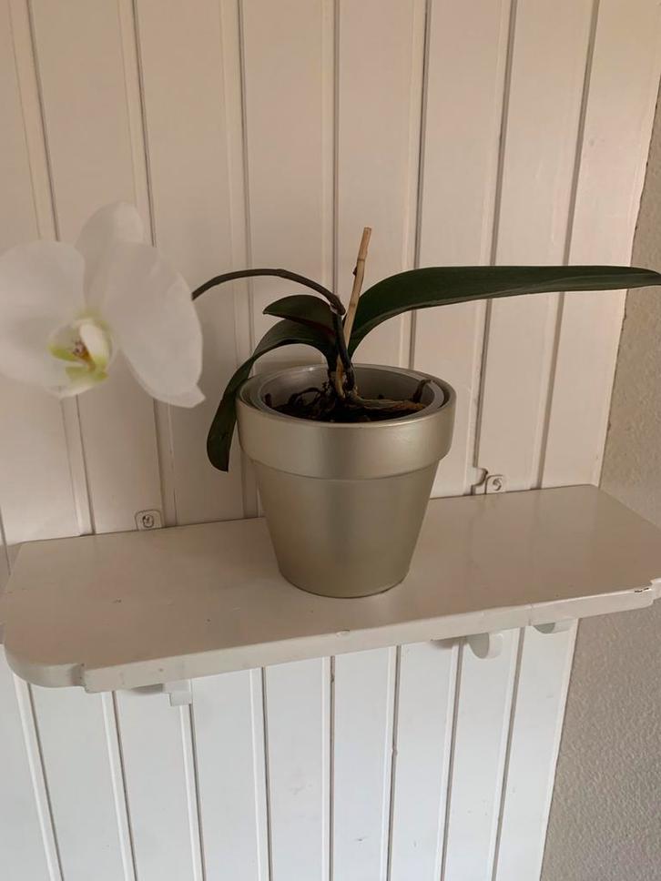 Witte Orchidee in Pot goudkleurig nieuw, Tuin en Terras, Planten | Tuinplanten, Vaste plant, Overige soorten, Halfschaduw, Bloeit niet