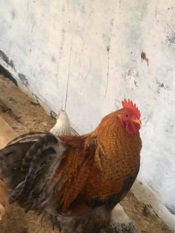 Gratis 2 mooie hanen beschikbaar voor biedingen