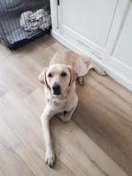 AIN: Tygo, Dieren en Toebehoren, Honden | Niet-rashonden, Rabiës (hondsdolheid), Buitenland, Groot, Eén hond