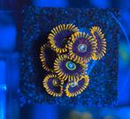 Zoanthus koraal stekken, Dieren en Toebehoren, Zoutwatervis