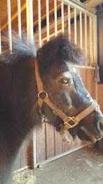 gezocht verzorgster  voor ponies, Dieren en Toebehoren, Ophalen