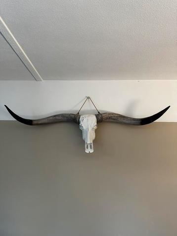 Longhorn 170 cm beschikbaar voor biedingen