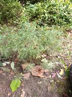 Plant tuinplant ik denk meisjesogen ? Meisjesogenplant, Ophalen, Vaste plant, Overige soorten