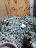 Leuke kleurmuizen, December, Geslacht onbekend, Muis