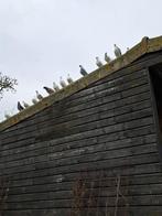 Duiven, Dieren en Toebehoren, Vogels | Duiven, Meerdere dieren, Overige soorten