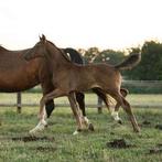 Hengstveulen van One Million x Wynton te koop, Dieren en Toebehoren, Minder dan 160 cm, Niet van toepassing, Dressuurpaard, 0 tot 2 jaar