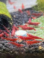 Orange Eyes *HIGH GRADE*  Red Demon neocaridina garnalen, Dieren en Toebehoren, Vissen | Aquariumvissen, Kreeft, Krab of Garnaal
