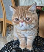 Exotic Shorthair kitten ( red tabby mac), Kater, Gechipt, 0 tot 2 jaar