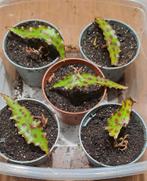 Begonia Amphioxus - Jonge Plantjes, Ophalen of Verzenden
