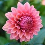 24 verschillende soorten dahliaknollen  te koop, Ophalen of Verzenden, Voorjaar, Volle zon, Knol