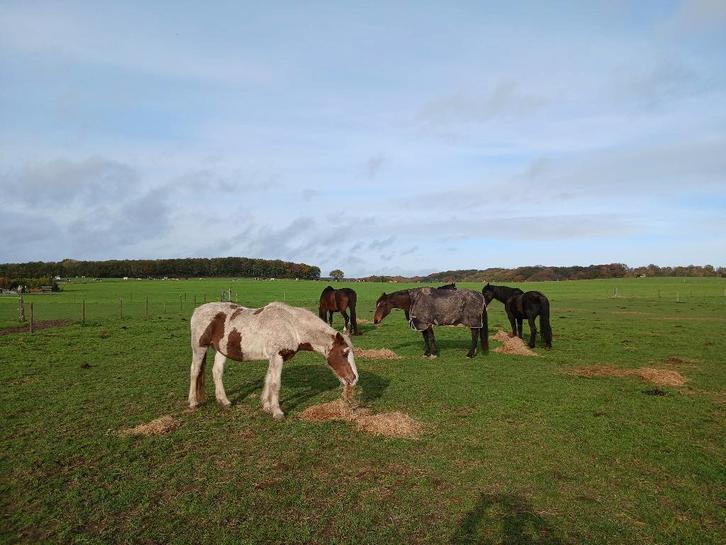 Pensionstalling pensioenpaarden, Dieren en Toebehoren, Stalling en Weidegang, Stalling, Weidegang, 2 of 3 paarden of pony's