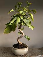 Ginkgo Biloba Bonsai 8 jaar, Tuin en Terras, Planten | Bomen, Bloeit niet, Halfschaduw, Minder dan 100 cm, Overige soorten