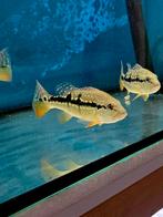 Cichla Pinima +/- 15cm, Vis, Zoetwatervis, Schoolvis