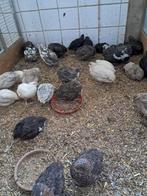 Japanse kwartels in diverse kleuren, Dieren en Toebehoren, Meerdere dieren, Overige soorten