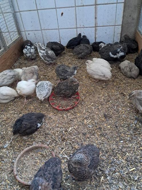 Japanse kwartels in diverse kleuren, Dieren en Toebehoren, Pluimvee, Overige soorten, Meerdere dieren