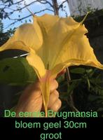 Biologische Brugmansia stekjes planten geel perzik kl.of wit, Overige soorten, Ophalen of Verzenden, In pot, Minder dan 100 cm