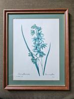 Ingelijste plantenafbeelding 37,5 x 30,5 cm, Ophalen
