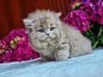 Doll Face Fawn kitten, Dieren en Toebehoren, Kater, 0 tot 2 jaar
