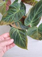 Philodendron Splendid ongewervelde stekjes, Ophalen of Verzenden, Overige soorten, Minder dan 100 cm