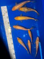 Koi, Karper of Koi