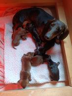 Super mooie kleine teckeltjes, Dieren en Toebehoren, Honden | Teckels en Dashonden, CDV (hondenziekte), 8 tot 15 weken, Korthaar