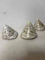 Schelpen, Ophalen of Verzenden, Schelp(en)