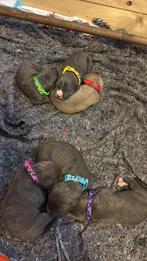 ** 2 reutjes bully xl x stafford pups zoeken gouden mandje, Overige rassen, 8 tot 15 weken, Meerdere, Meerdere dieren
