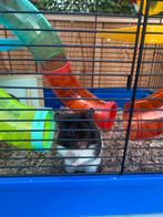 Goudhamster, Dieren en Toebehoren, Knaagdieren, Hamster, Mannelijk, Tam, September