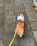Honden tuigje, Ophalen of Verzenden, Gebruikt