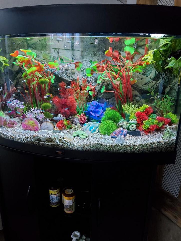 Compleet aquarium, Dieren en Toebehoren, Vissen | Aquariumvissen, Zoetwatervis, Overige typen, Schoolvis