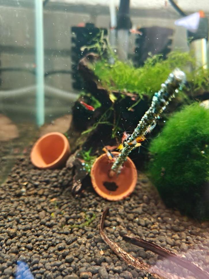 Jong volwassenen mix garnalen, Dieren en Toebehoren, Vissen | Vijvervissen, Overige soorten