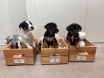 Prachtige lieve Jack Russel pups! ❤️, Jack Russell Terriër, 8 tot 15 weken, Meerdere, Meerdere dieren
