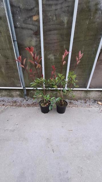 Actie photinia red robin 60 cm €4.50  80 cm €5.50 per stuk  beschikbaar voor biedingen