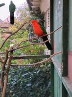 Konings parkiet  man.4jr., Dieren en Toebehoren, Vogels | Parkieten en Papegaaien, Mannelijk, Parkiet