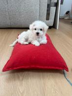 Maltezer/Maltipo pups, Maltezer, 8 tot 15 weken, Parvo, Meerdere