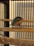 Japanse nachtegaal pop