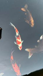 Japanse koi vissen, Ophalen, Zo goed als nieuw