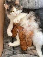 noorse boskat kittens, Meerdere dieren, Met stamboom, 0 tot 2 jaar