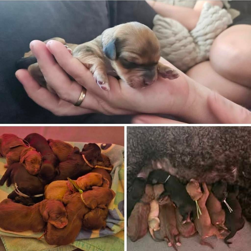 Supermooi nestje labradoodle/goldendoodle, Dieren en Toebehoren, Honden | Niet-rashonden, 8 tot 15 weken, Parvo, Meerdere, Meerdere dieren