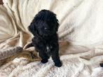 Te koop lieve sociale labradoodle puppys pups kleine medium, Overige rassen, 8 tot 15 weken, Meerdere, Meerdere dieren