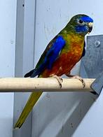 Turquoisine roodbuik man, Dieren en Toebehoren