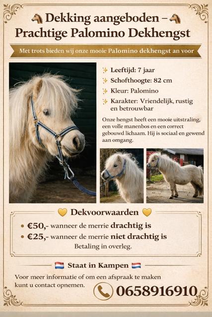 ter dekking Shetlander palomino hengst, Dieren en Toebehoren, Paarden en Pony's | Dekhengsten en Fokmerries, Hengst