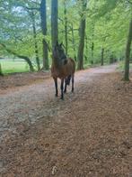 Verzorgpaard aangeboden Hattem, Dieren en Toebehoren, Ophalen