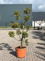 Prunus lusitanica pompon, Halfschaduw, Overige soorten, 100 tot 250 cm, Zomer