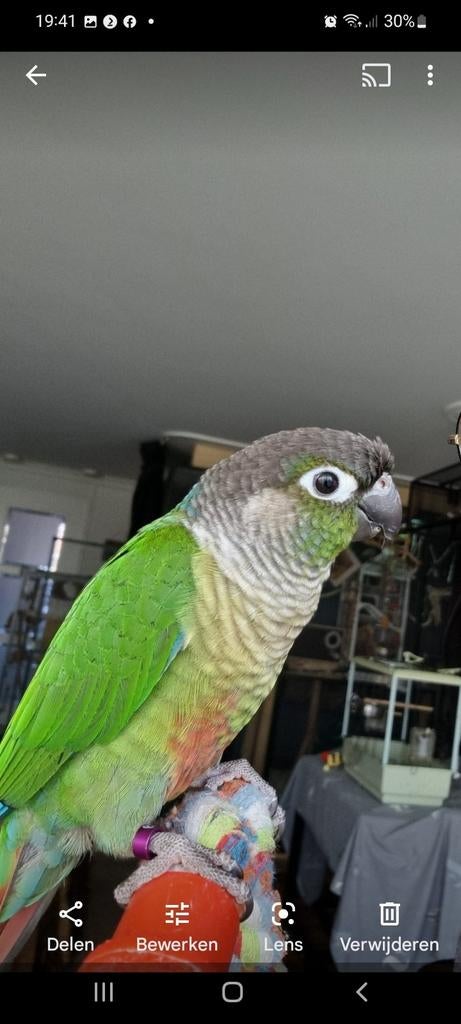 Pyrrhura rasta, Dieren en Toebehoren, Vogels | Parkieten en Papegaaien, Mannelijk, Papegaai, Geringd