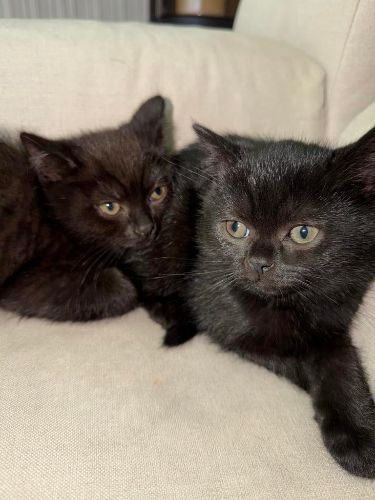 Europese korthaar kittens, Kinderen en Baby's, Luiertassen, Ophalen of Verzenden