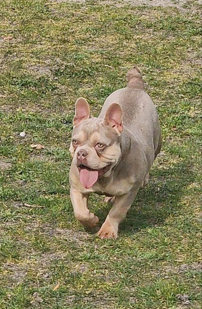 Franse bulldog (GASTENGEZIN)gezonde richtlijn met neusje, Dieren en Toebehoren, Honden | Bulldogs, Pinschers en Molossers, Teef