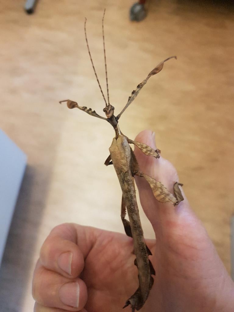 Australische wandelende takken PSG 9, Dieren en Toebehoren, Insecten en Spinnen, Wandelende tak