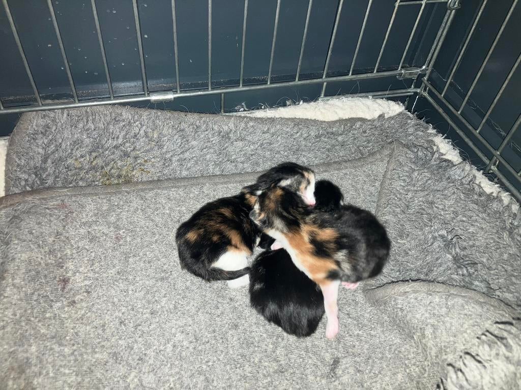 Prachtige kittens met ENTING en check dierenarts, Meerdere dieren